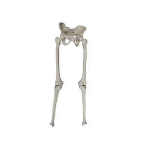 Anatomisches Modell / Becken / Hüfte / Skelett / Tibia