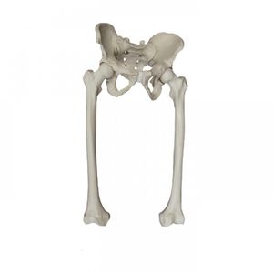 Hüfte Anatomisches Modell / Becken / Skelett / Oberschenkelknochen