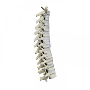 Anatomisches Modell / Brustwirbel 1