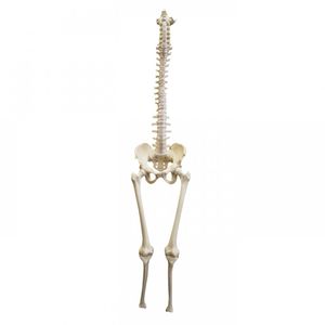 Anatomisches Modell / Becken 1
