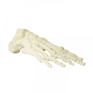 Anatomisches Modell / Knochen 1