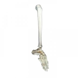 Anatomisches Modell / Tibia 1