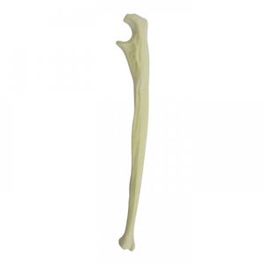Anatomisches Modell / Knochen
