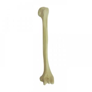 Anatomisches Modell / Knochen 1