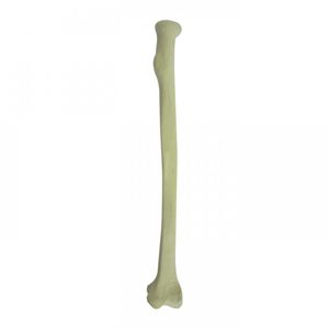 Anatomisches Modell / Knochen