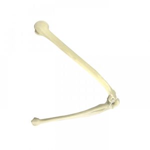 Anatomisches Modell / Knochen 1