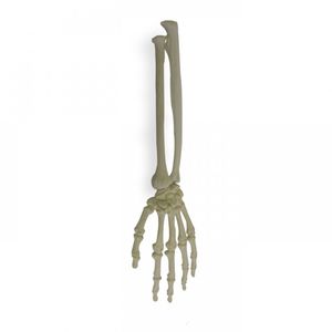 Anatomisches Modell / Knochen 1