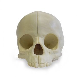 anatomisches Schädelmodell 1