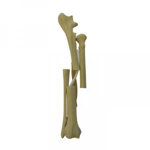 Anatomisches Modell / Radius 1