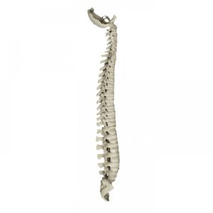 Anatomisches Modell / Wirbelsäule
