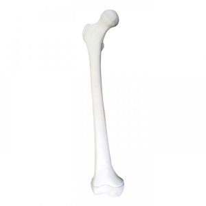 Anatomisches Modell / Knochen