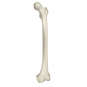 Anatomisches Modell / Oberschenkelknochen 1
