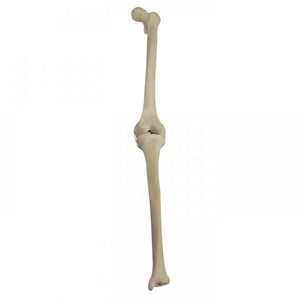 Anatomisches Modell / Knochen 1