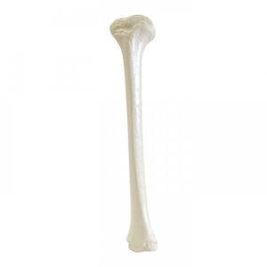 Anatomisches Modell / Knochen