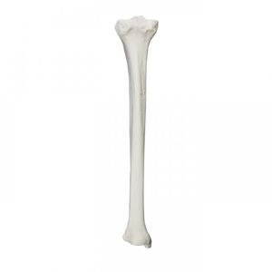Anatomisches Modell / Knochen