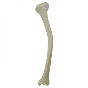 Anatomisches Modell / Knochen
