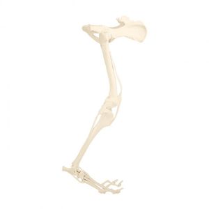 Anatomisches Modell / Becken 1