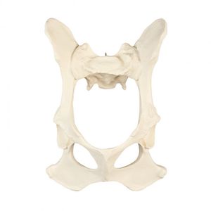 Anatomisches Modell / Becken 1