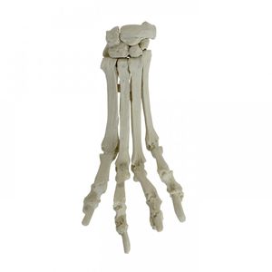 Anatomisches Modell / Metacarpal 1