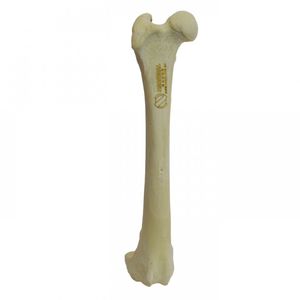 Anatomisches Modell / Oberschenkelknochen 1