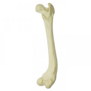 Anatomisches Modell / Oberschenkelknochen