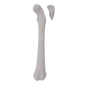 Anatomisches Modell / Oberschenkelknochen