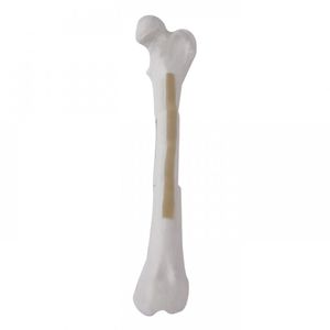 Anatomisches Modell / Oberschenkelknochen