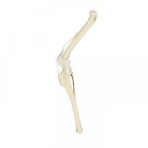 Anatomisches Modell / Knie 1