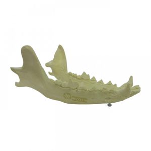 Anatomisches Modell / Unterkiefer 1