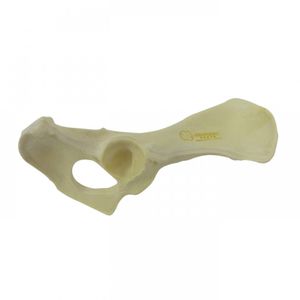 Anatomisches Modell / Becken 1