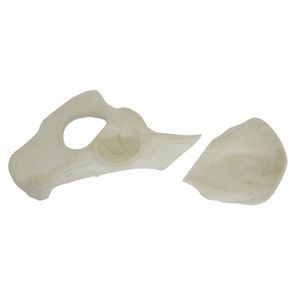 Anatomisches Modell / Becken 1