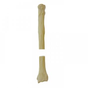 Anatomisches Modell / Radius 1