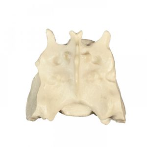 Anatomisches Modell / Becken 1