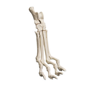 Anatomisches Modell / Tarsalknochen 1