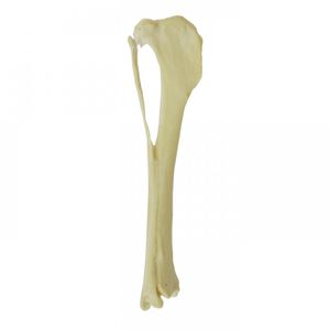 Anatomisches Modell / Tibia 1