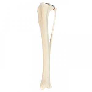 Anatomisches Modell / Knochen 1