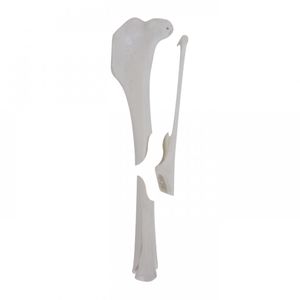 Anatomisches Modell / Tibia 1