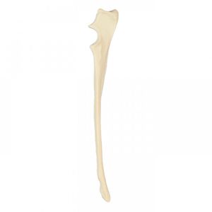 Anatomisches Modell / Elle 1