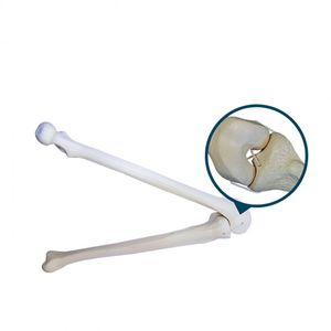 Anatomisches Modell / spongiöser Knochen