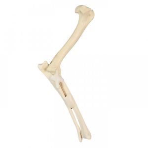 Anatomisches Modell / Radius 1