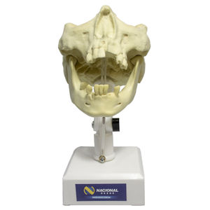 Anatomisches Modell / Unterkiefer 1