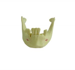 Anatomisches Modell / Knochen 1