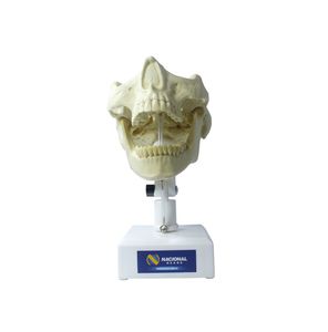 Anatomisches Modell / Unterkiefer