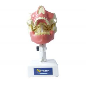 Anatomisches Modell / Unterkiefer / Zahnfleisch / Gebiss / Oberkiefer