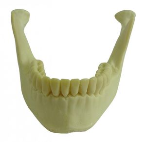 Anatomisches Modell / Knochen 1