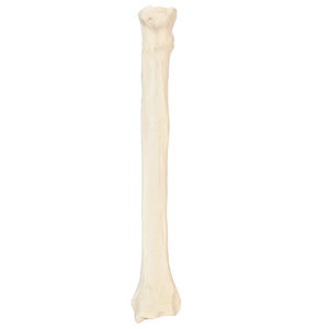 Anatomisches Modell / Radius 1