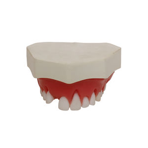 Anatomisches Modell / Oberkiefer 1
