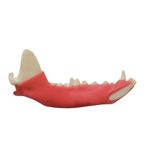 Anatomisches Modell / Unterkiefer 1