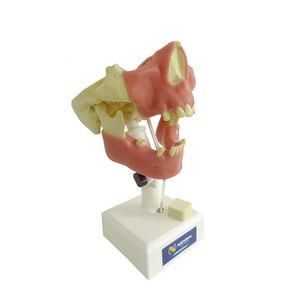 Anatomisches Modell / Unterkiefer 1