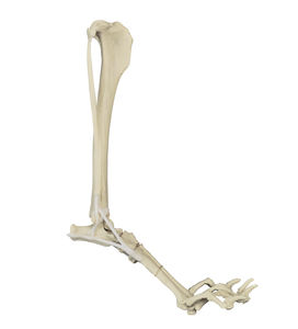 Anatomisches Modell / Knochen